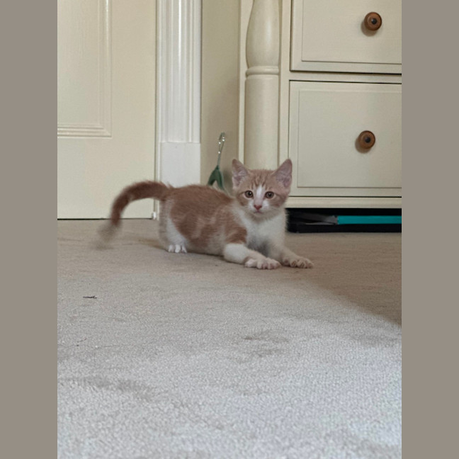 Photo of Basil