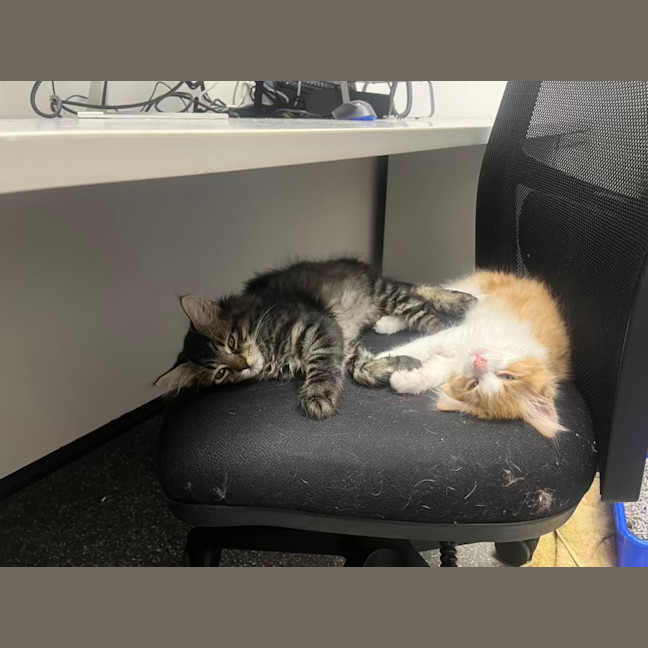 Photo of Aspi And Sharpay