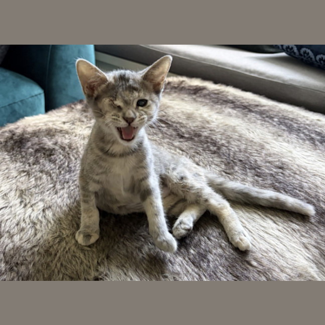 Photo of Skipper