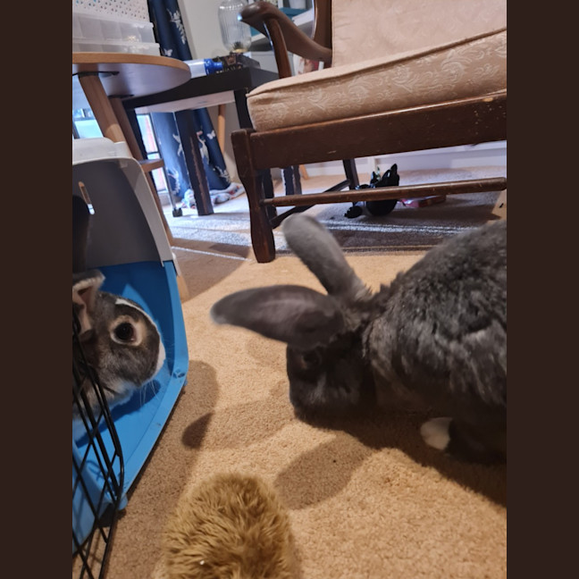 Photo of Cutiepies Lola & Thumper