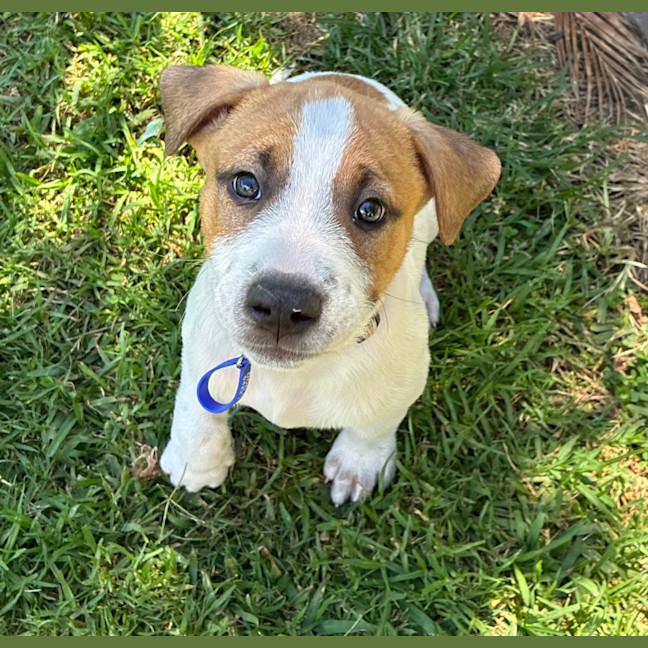 Photo of Charlie   8 Week Old Cattle Dog X 