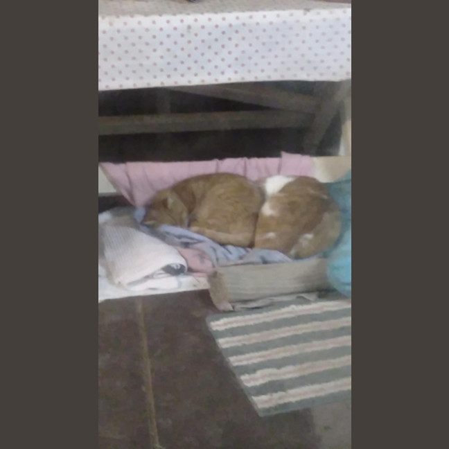 Photo of Garfield
