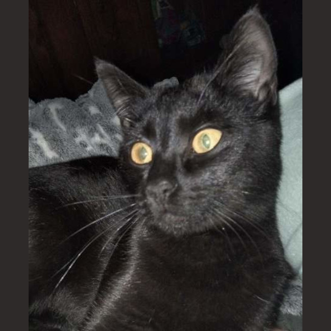 Photo of Rufus