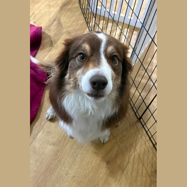 Photo of Whiskey   6 Year Old Border Collie