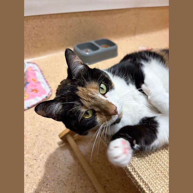 Photo of Georgie