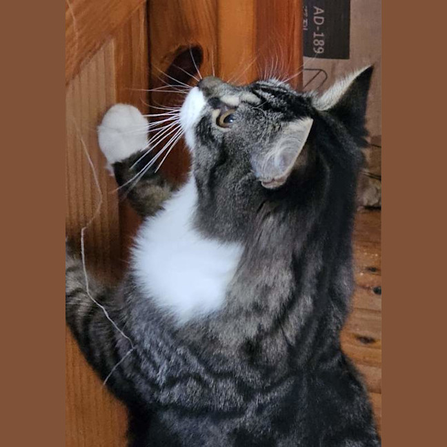 Photo of Winston