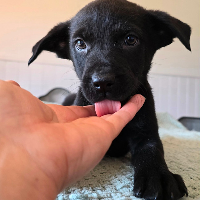 Photo of Fozzie Bear