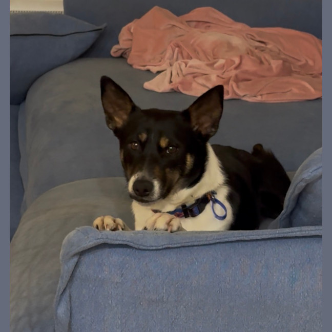 Photo of Coco   1 Year Old Kelpie X
