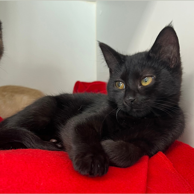 Photo of Jelly (Bonded To Bean)