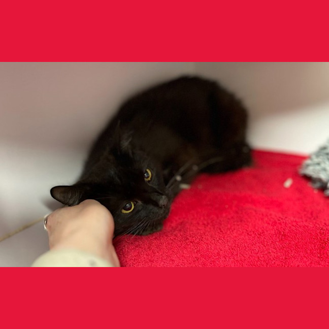 Photo of Salem