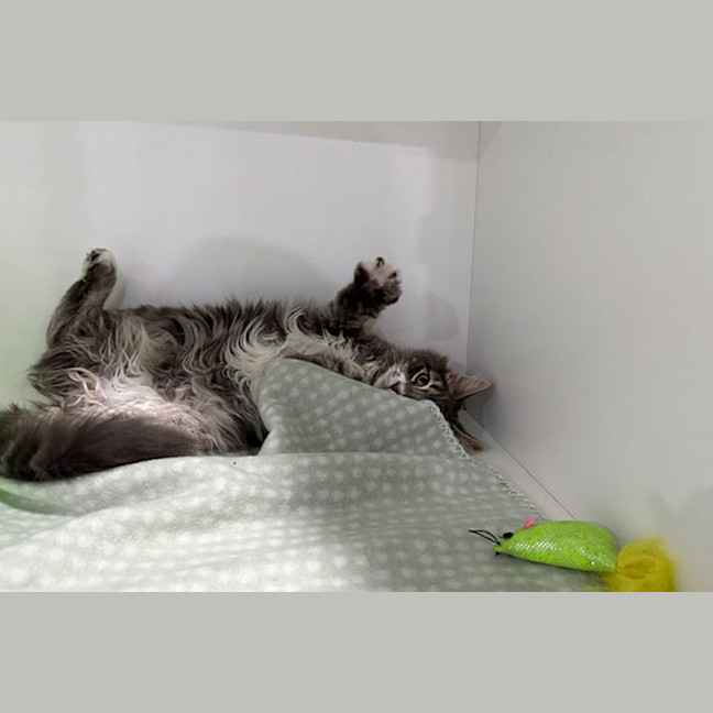 Photo of Jive