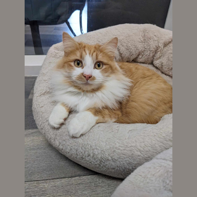 Photo of Sooki   Located In Preston 