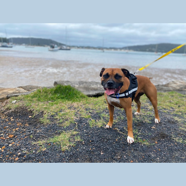 Photo of Penny   4 Year Old Staffy X Boxer