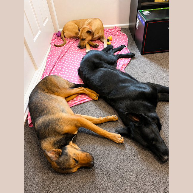 Photo of Timmy   11 Month Old Mastiff X
