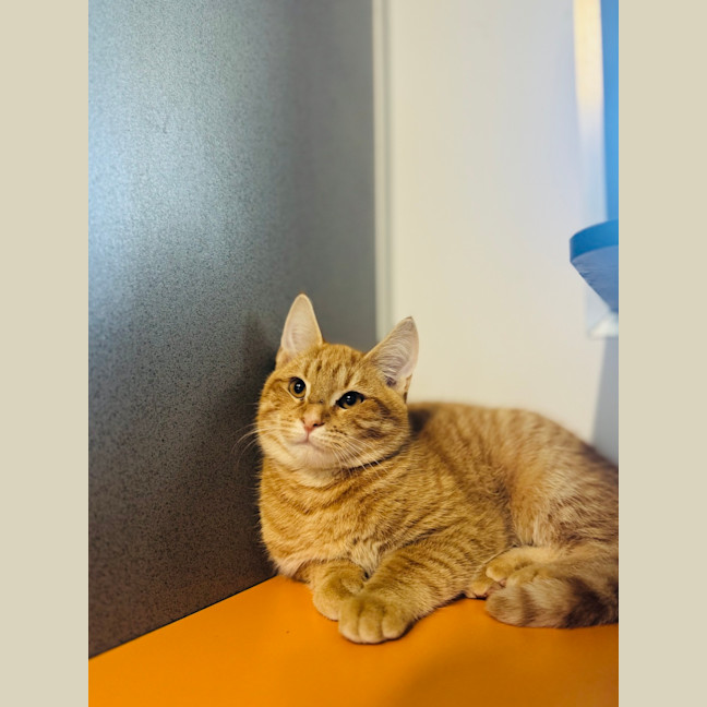 Photo of Basil