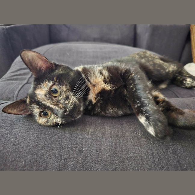 Photo of Ember