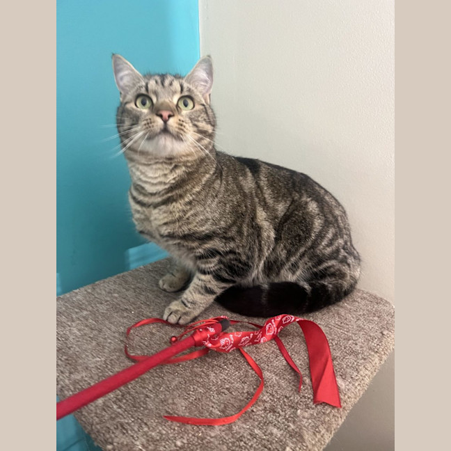 Photo of Kandos Now At Thornton Pet Quarters