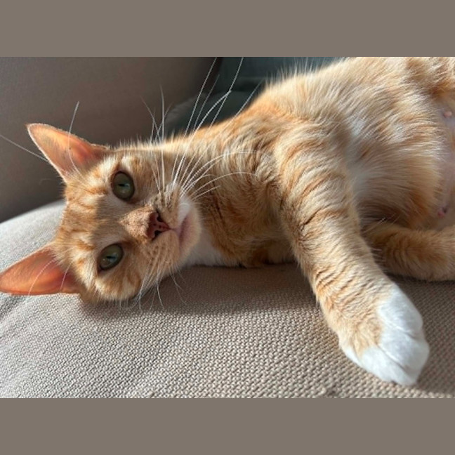 Photo of Mishka