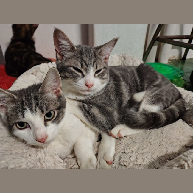 Photo of Skippy N Siggy 