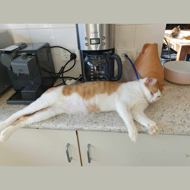 Photo of Poisiden   Can Deliver To You If Needed