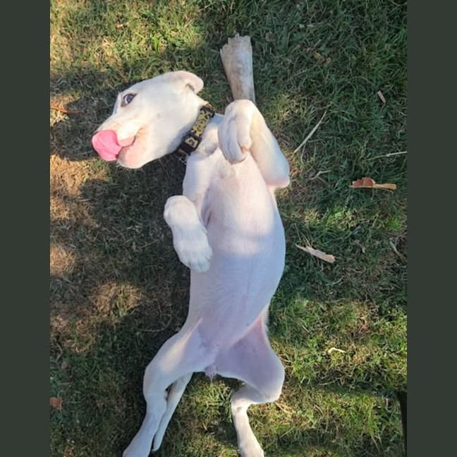 Photo of Casper