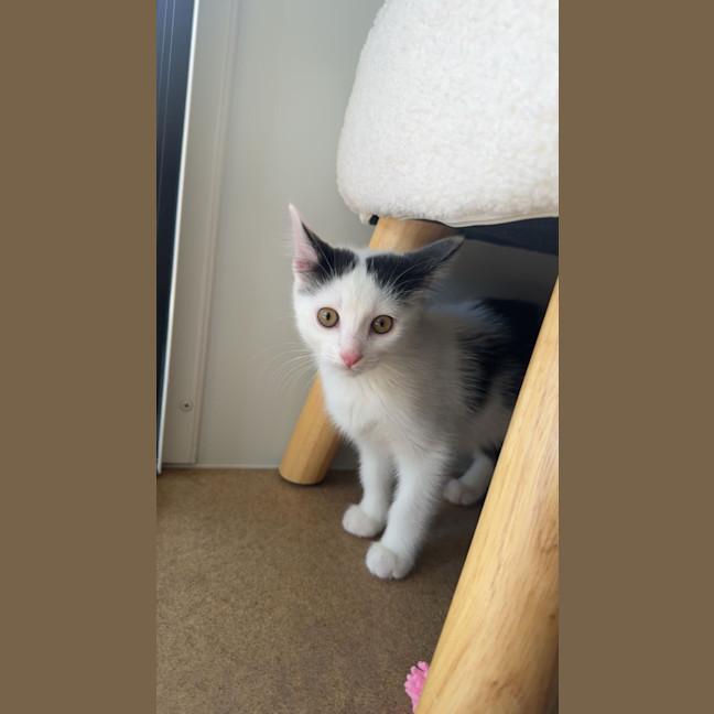 Photo of Bean 