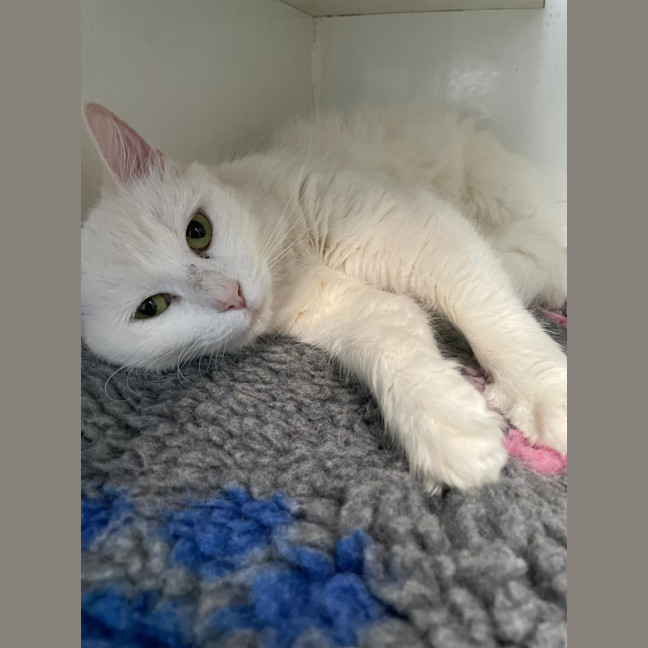 Photo of Marshmallow