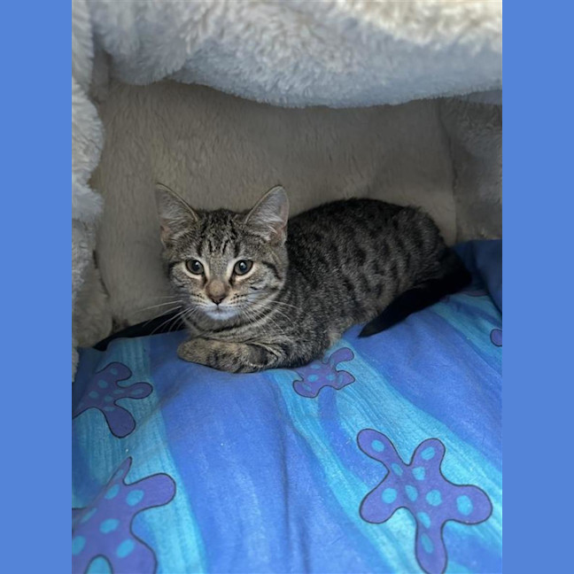 Photo of Pumpkin