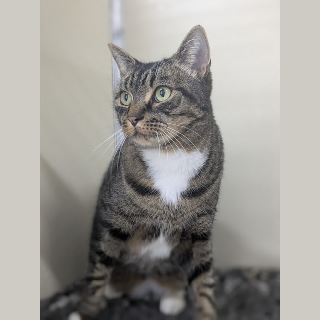 Photo of 🎮 Nippet 5903 🎮