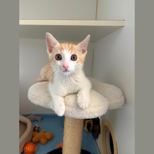 Photo of Baron Von Biscuiton