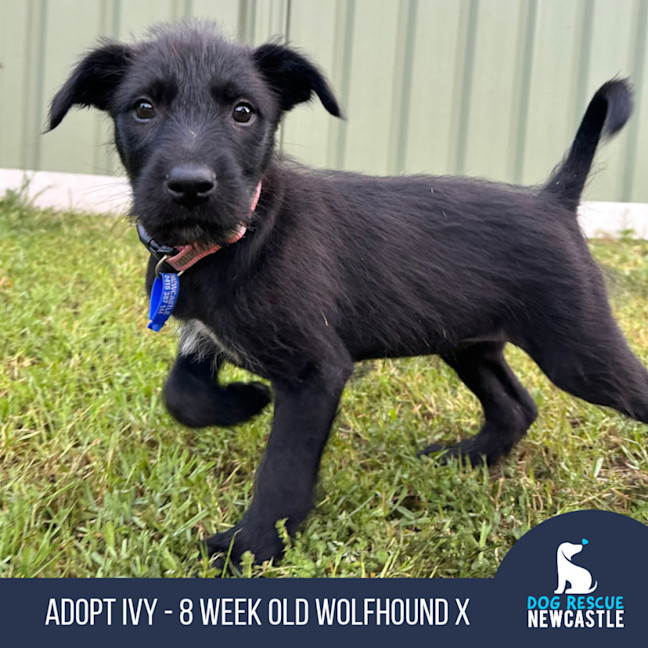Photo of Ivy   8 Week Old Wolfhound X