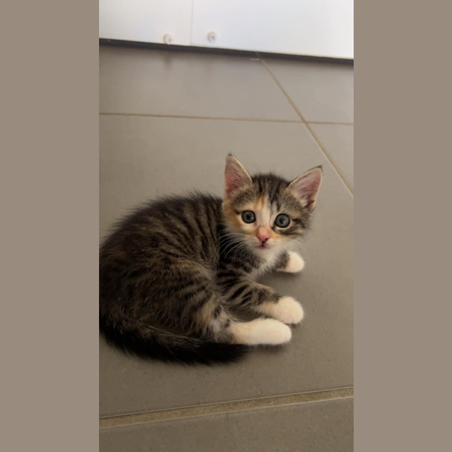 Photo of Boo