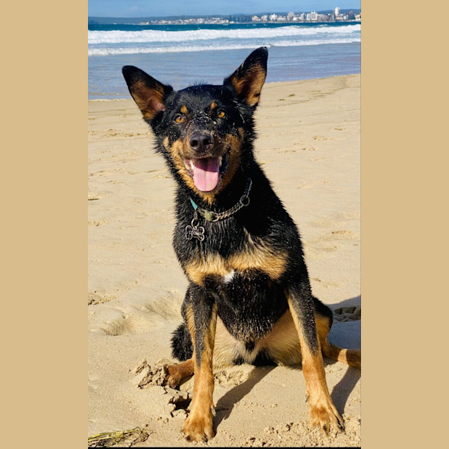 Photo of Cooma   6 Year Old Kelpie