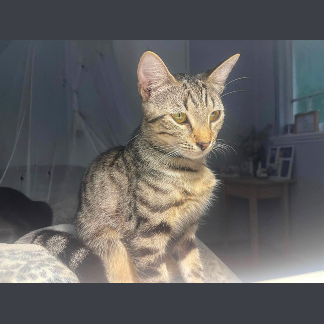 Photo of Nandi & Bagheera