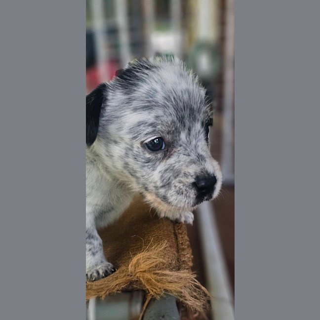 Photo of Maverick