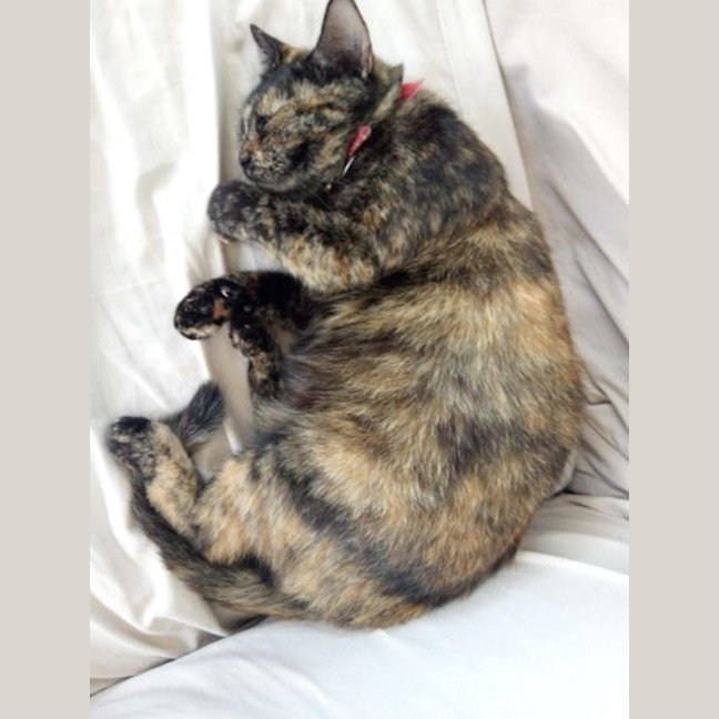 Photo of Mama Cat & Ewok