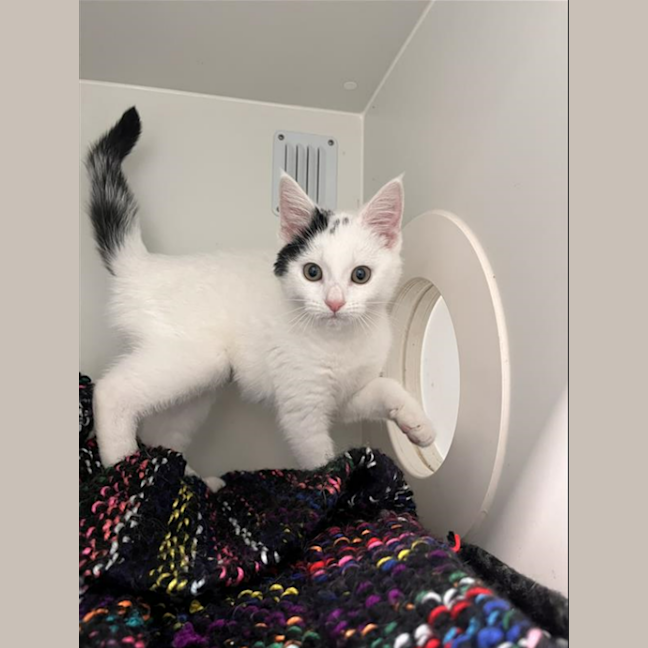 Photo of Snowflake 