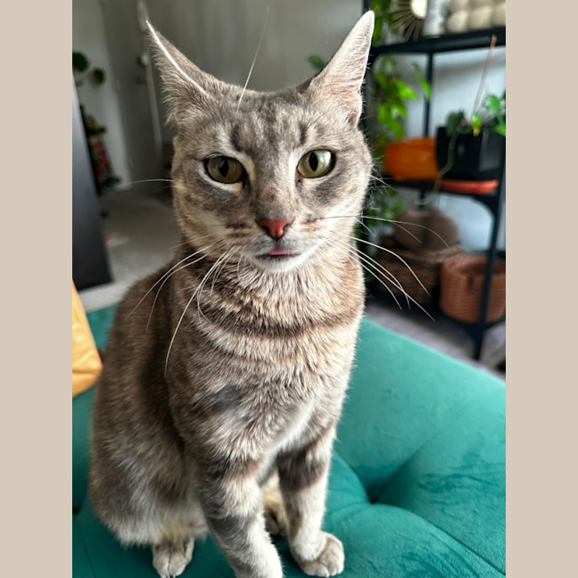 Photo of Bailey