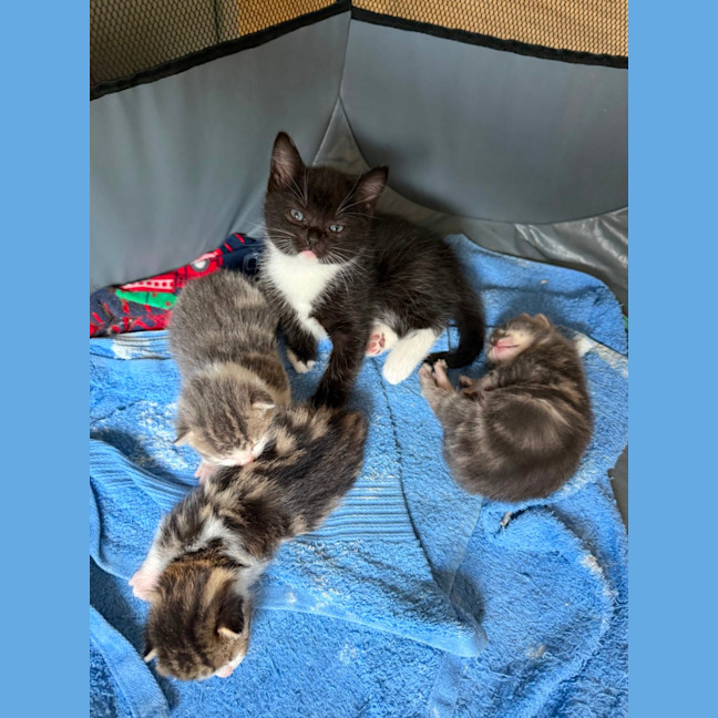 Photo of Fauna Meet Me At Petstock Chelsea