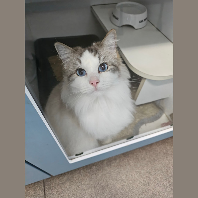Photo of Bluey