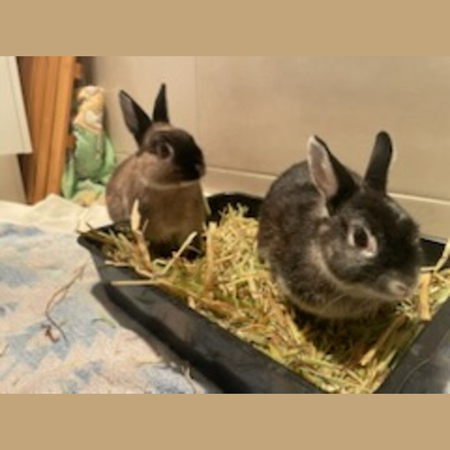 Photo of Dobbie & Alex