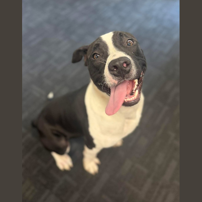 Photo of Ziggy