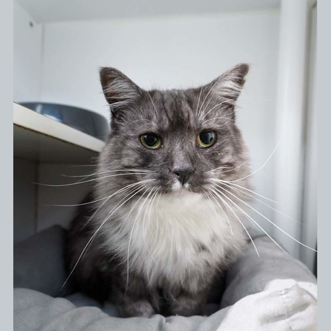 Photo of Cornelius