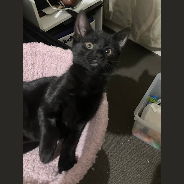 Photo of Licorice