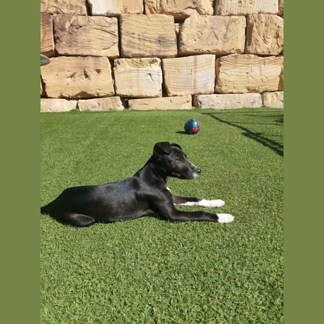 Photo of Ace