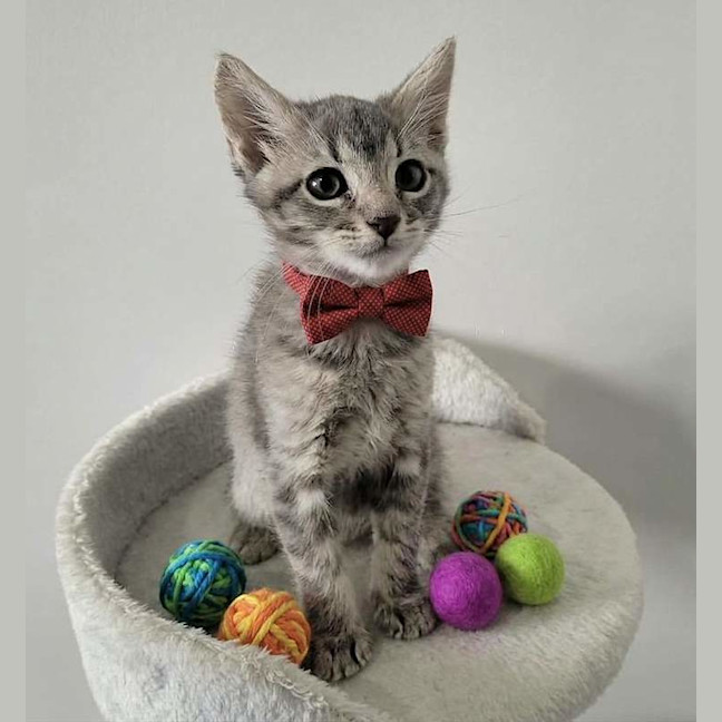 Photo of Asher