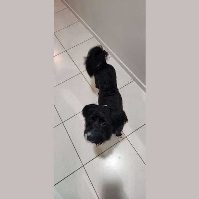 Photo of Dimond   10 Month Old Poodle X Staffy