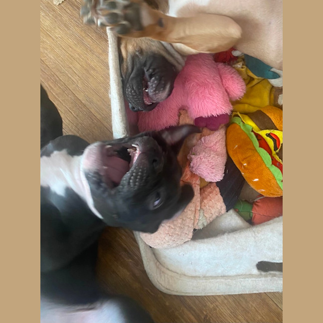 Photo of Edith   8 Week Old Staffy X