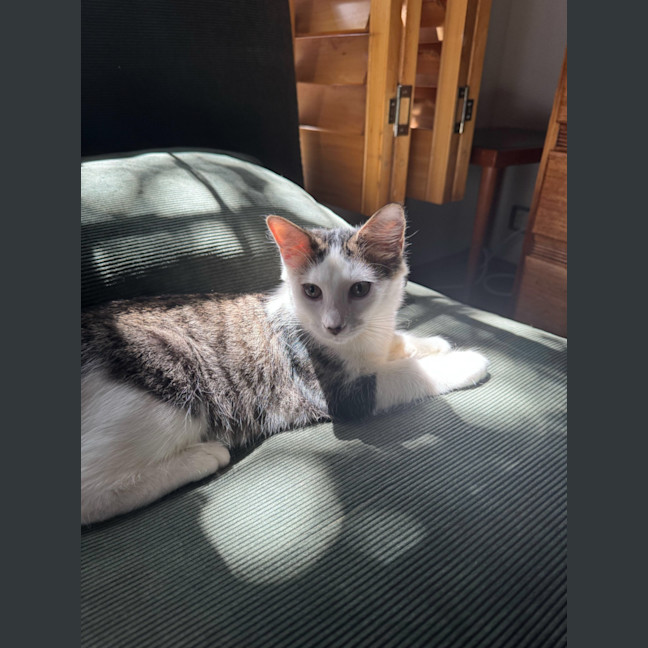 Photo of Enzo