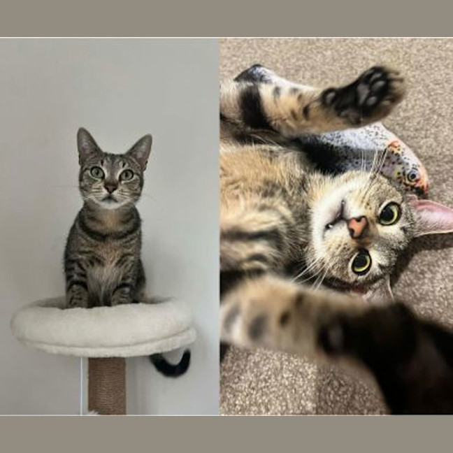 Photo of Missy